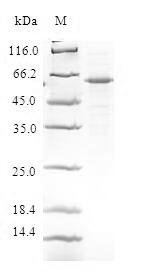 Greater than 90% as determined by SDS-PAGE.