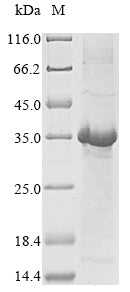 Greater than 90% as determined by SDS-PAGE.Recombinant Human Neutrophil Defensin 1 (DEFA1) Protein (GST)