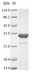Greater than 85% as determined by SDS-PAGE.Recombinant Mouse Alpha-Defensin 1 (DEFA1) Protein (His-GST)