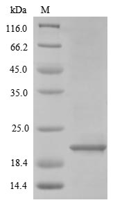 Greater than 85% as determined by SDS-PAGE.