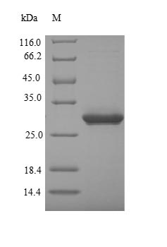 Greater than 90% as determined by SDS-PAGE.Recombinant Mouse Alpha-Defensin 5 (DEFA5) Protein (GST)