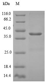 Greater than 90% as determined by SDS-PAGE.