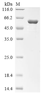 Greater than 85% as determined by SDS-PAGE.
