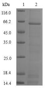 Greater than 90% as determined by SDS-PAGE.