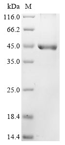 Greater than 85% as determined by SDS-PAGE.Recombinant Human Dna Fragmentation Factor Subunit Beta (DFFB) Protein (His)