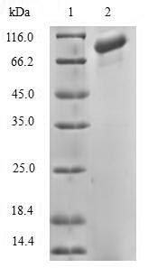 Greater than 90% as determined by SDS-PAGE.Recombinant Human Diacylglycerol Kinase Alpha (DGKA) Protein (His)