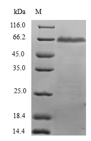 Greater than 90% as determined by SDS-PAGE.