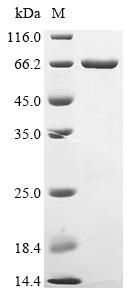 Greater than 90% as determined by SDS-PAGE.