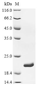 Greater than 90% as determined by SDS-PAGE.Recombinant E.Coli Dihydrofolate Reductase (FOLA) Protein (His)