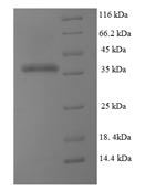 Greater than 90% as determined by SDS-PAGE.