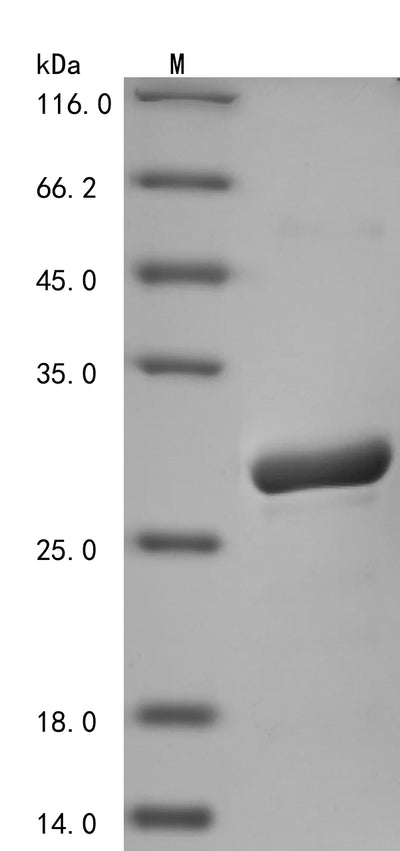 Greater than 90% as determined by SDS-PAGE.