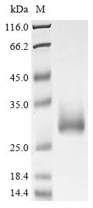 Greater than 90% as determined by SDS-PAGE.