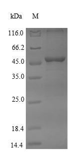 Greater than 85% as determined by SDS-PAGE.Recombinant Human Dihydroorotate dehydrogenase (DHODH) Protein (His)