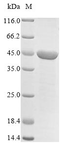 Greater than 85% as determined by SDS-PAGE.Recombinant Mouse Dihydroorotate dehydrogenase (DHODH) Protein (His)