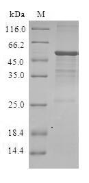 Greater than 90% as determined by SDS-PAGE.