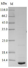 Greater than 90% as determined by SDS-PAGE.Recombinant Hymenolepis Diminuta Dihydrolipoyl Dehydrogenase Protein (His&Myc)