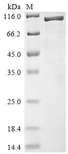 Greater than 85% as determined by SDS-PAGE.