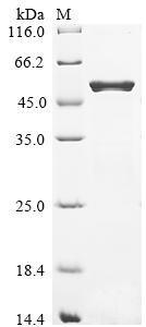 Greater than 90% as determined by SDS-PAGE.