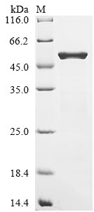 Greater than 90% as determined by SDS-PAGE.Recombinant E.Coli O157:H7 Dihydrolipoyllysine-Residue Succinyltransferase Component Of 2-Oxoglutarate Dehydrogenase Complex (SUCB) Protein (His)