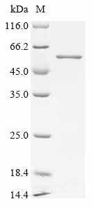 Greater than 85% as determined by SDS-PAGE.Recombinant Rat Dihydrolipoyllysine-Residue Succinyltransferase Component Of 2-Oxoglutarate Dehydrogenase Complex, Mitochondrial (DLST) Protein (His&Myc)