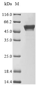 Greater than 90% as determined by SDS-PAGE.