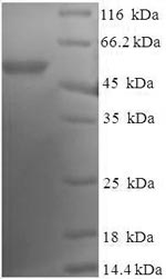 Greater than 90% as determined by SDS-PAGE.