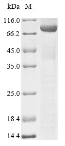 Greater than 85% as determined by SDS-PAGE.Recombinant Human Dynamin-1-Like Protein (DNM1L) Protein (His&Myc)