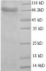 Greater than 90% as determined by SDS-PAGE.