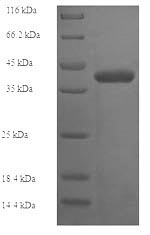 Greater than 90% as determined by SDS-PAGE.