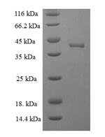 Greater than 90% as determined by SDS-PAGE.