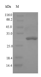 Greater than 90% as determined by SDS-PAGE.