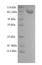 Greater than 90% as determined by SDS-PAGE.