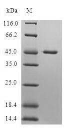 Greater than 90% as determined by SDS-PAGE.