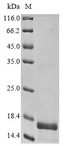 Greater than 90% as determined by SDS-PAGE.Recombinant Human D (DRD1) Protein (His)
