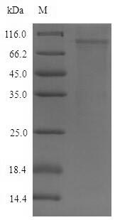 Greater than 90% as determined by SDS-PAGE.Recombinant Mouse Desmoglein-2 (DSG2) Protein (His-SUMO)