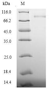 Greater than 90% as determined by SDS-PAGE.Recombinant Human Desmoglein-3 (DSG3) Protein (His-SUMO)
