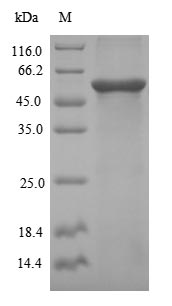 Greater than 90% as determined by SDS-PAGE.Recombinant Human Desmoglein-3 (DSG3) Protein (His-SUMO)