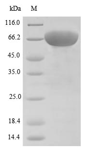 Greater than 85% as determined by SDS-PAGE.Recombinant Human Desmoglein-3 (DSG3) Protein (His)
