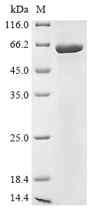 Greater than 85% as determined by SDS-PAGE.Recombinant Human Desmoglein-3 (DSG3)