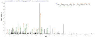 Based on the SEQUEST from database of E.coli host and target protein, the LC-MS/MS Analysis result of this product could indicate that this peptide derived from E.coli-expressed Mus musculus (Mouse) Dsg3.Recombinant Mouse Desmoglein-3 (DSG3) Protein (His-SUMO)