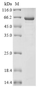 Greater than 85% as determined by SDS-PAGE.Recombinant Mouse Desmoglein-3 (DSG3) Protein (His)