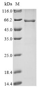 Greater than 85% as determined by SDS-PAGE.Recombinant Mouse Desmoglein-3 (DSG3)