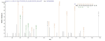Based on the SEQUEST from database of E.coli host and target protein, the LC-MS/MS Analysis result of this product could indicate that this peptide derived from E.coli-expressed Mycobacterium tuberculosis (strain CDC 1551 / Oshkosh) tmk.
