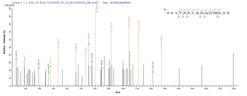 Based on the SEQUEST from database of E.coli host and target protein, the LC-MS/MS Analysis result of this product could indicate that this peptide derived from E.coli-expressed Mycobacterium tuberculosis (strain CDC 1551 / Oshkosh) tmk.