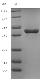 Greater than 90% as determined by SDS-PAGE.