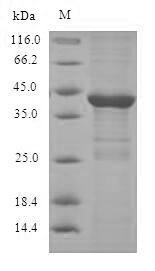 Greater than 90% as determined by SDS-PAGE.