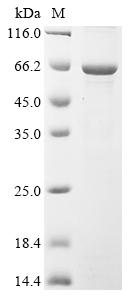Greater than 85% as determined by SDS-PAGE.Recombinant Human Transcription Factor E2F1 (E2F1) Protein (His)