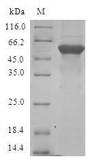 Greater than 90% as determined by SDS-PAGE.