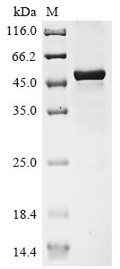 Greater than 85% as determined by SDS-PAGE.Recombinant Human Interleukin-27 Subunit Beta (EBI3) Protein (His-GST)
