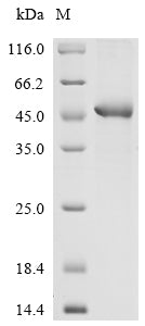 Greater than 85% as determined by SDS-PAGE.Recombinant Human Extracellular Matrix Protein 1 (ECM1) Protein (His-GST&Myc)
